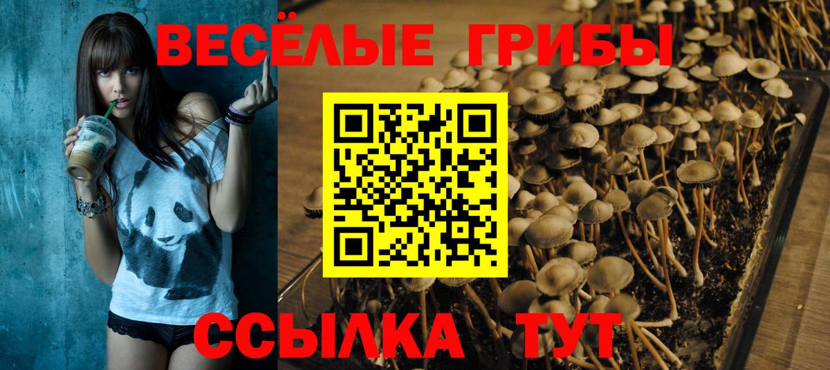 Псилоцибиновые грибы Psilocybe  Псилоцибиновые грибы Cubensis  купить наркотики сайты  Ахтубинск  Вход с VPN 